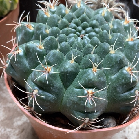 分哦花玉仙人球15米仙人球