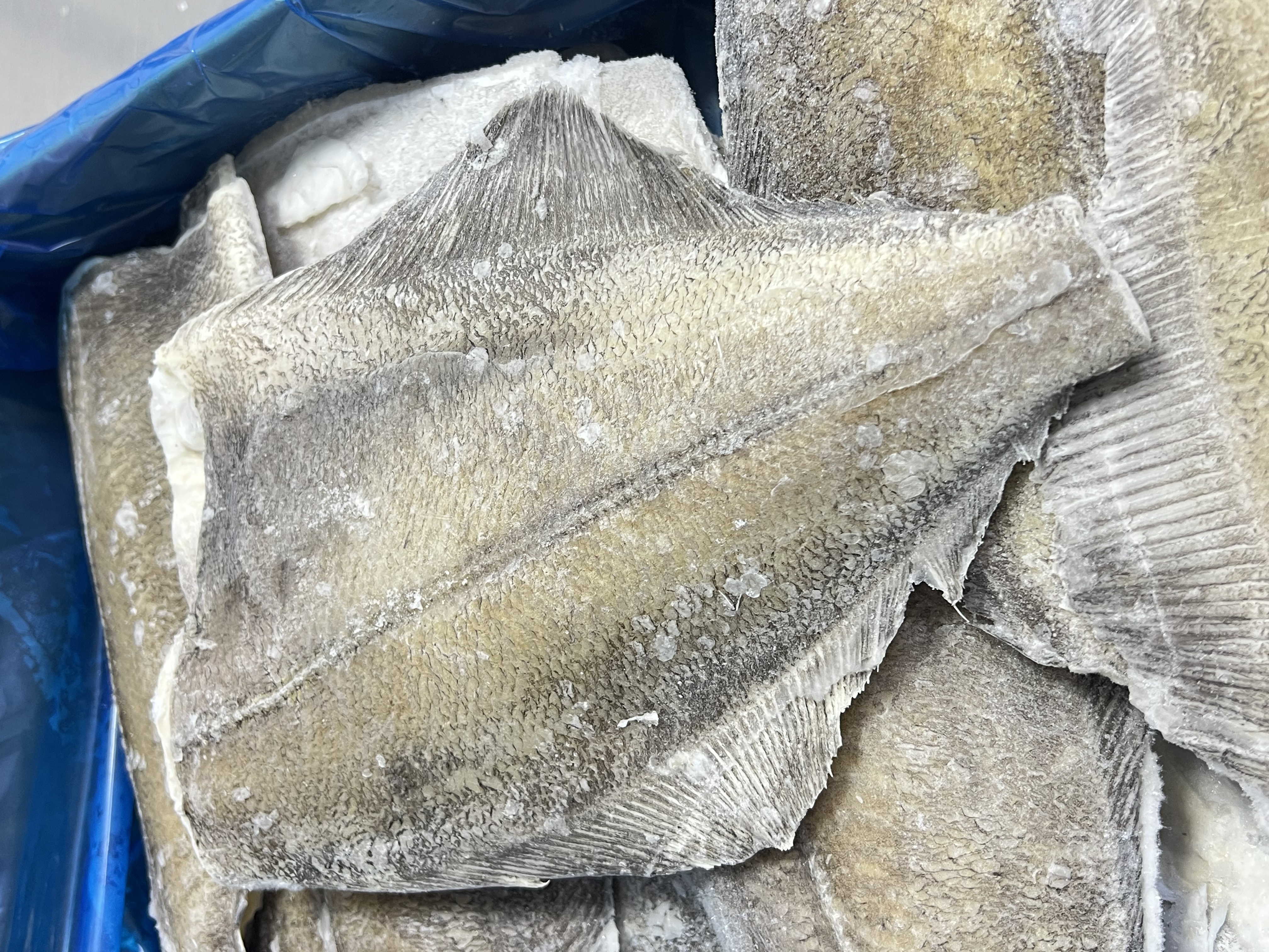 【2号】  深海鲽鱼身  现称现发