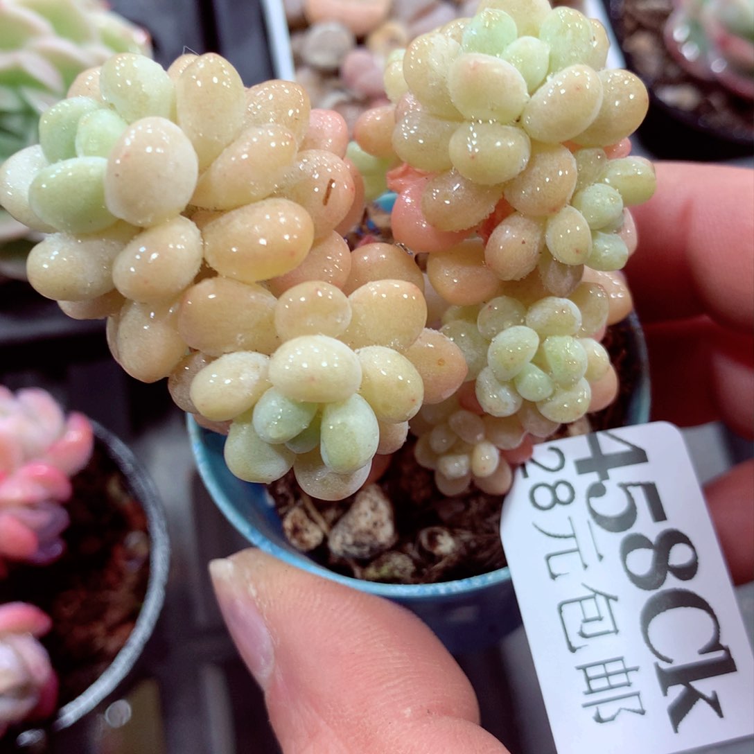 5厘米盆精控多肉458