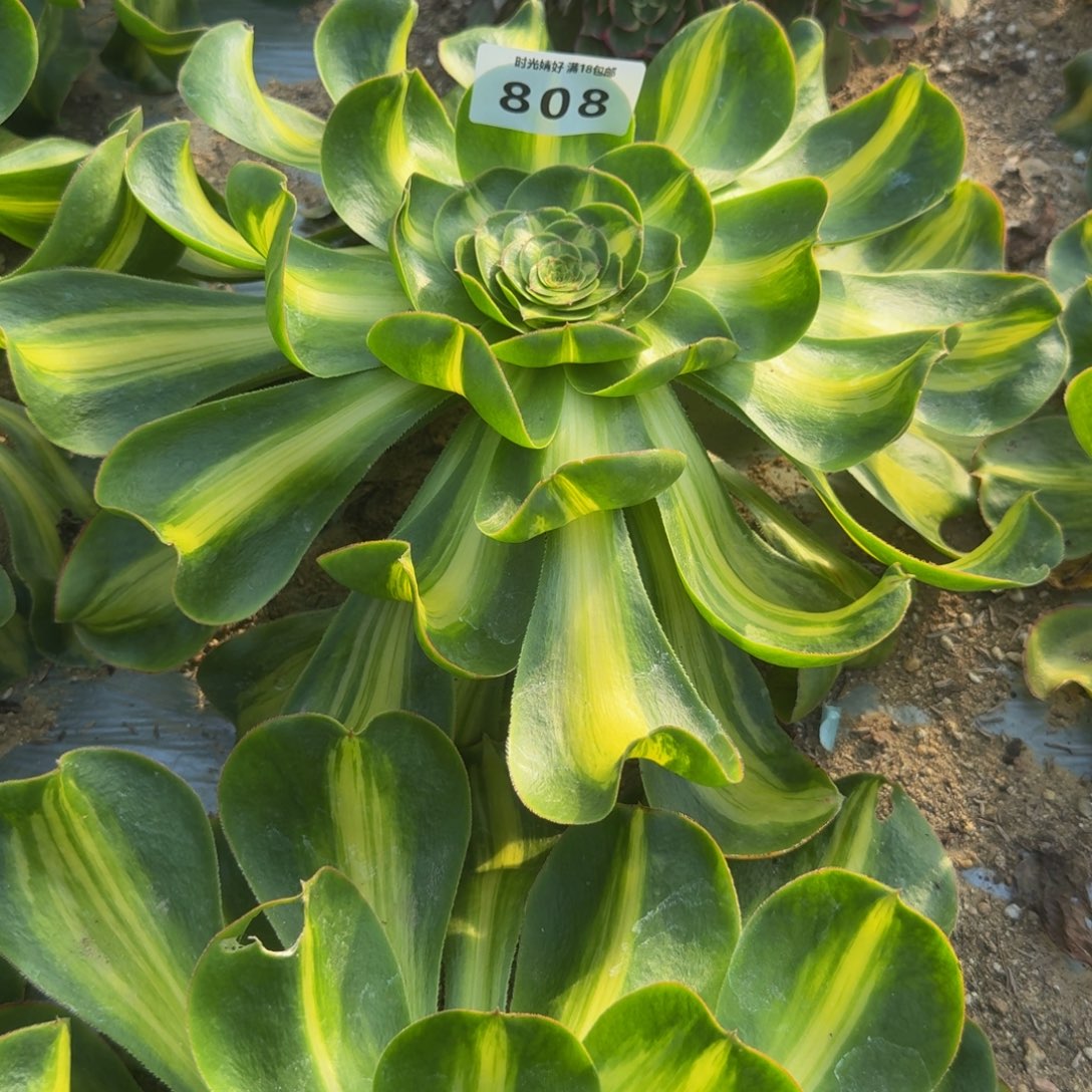 一***鱼808加809，两个暴君。多肉植物