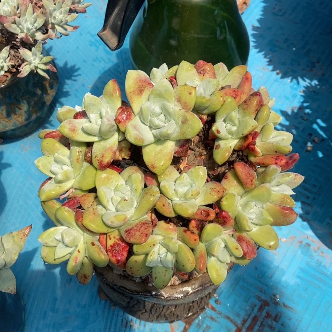 帕翠莎朵朵多肉植物