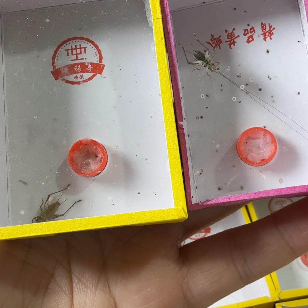 一只中长须大黄龄一座长须金蛉子