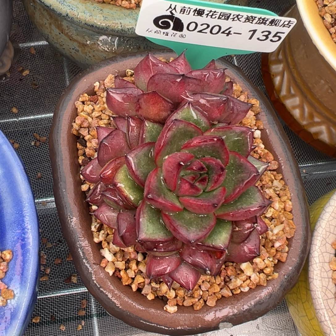 多肉一物一拍0204-135