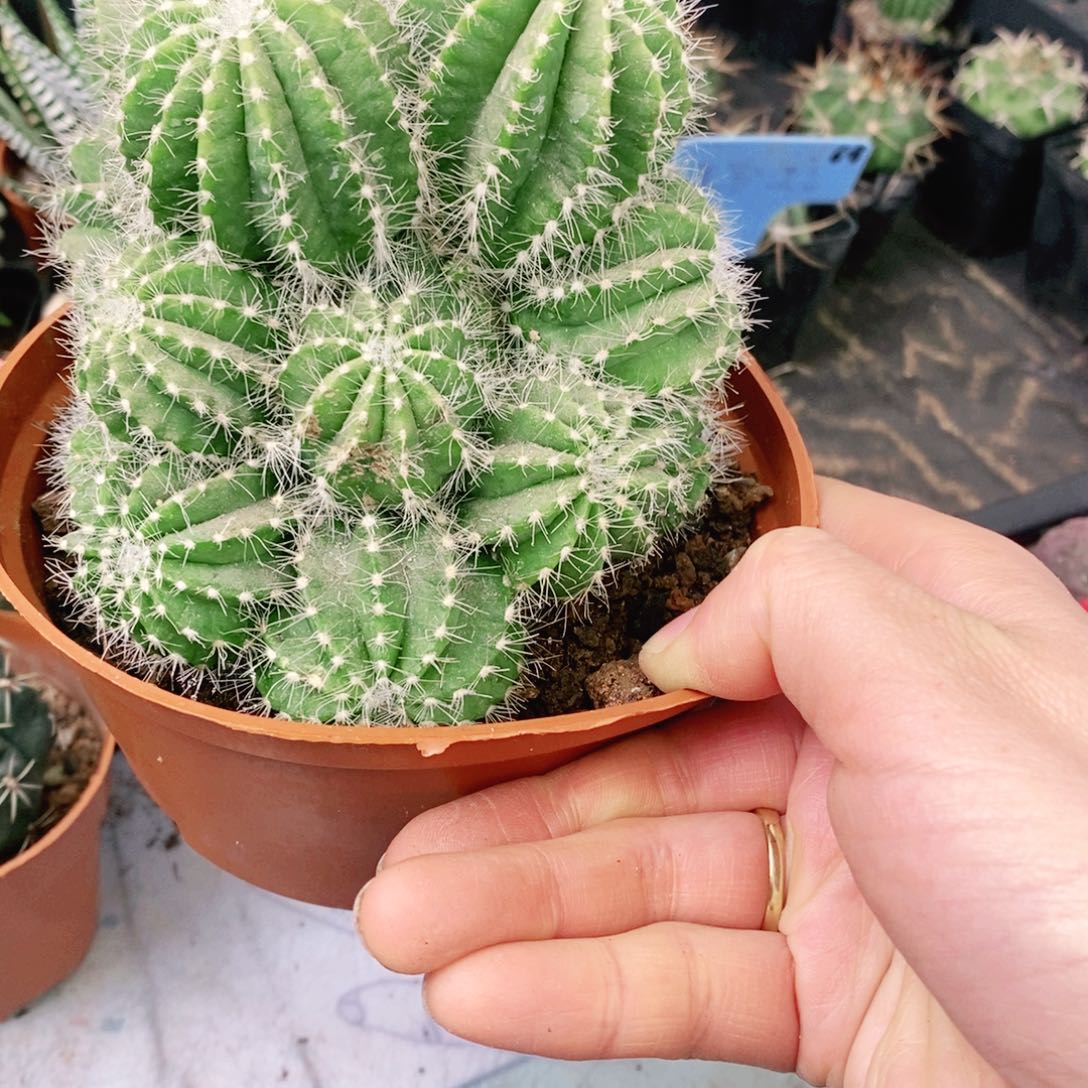 一物一拍微瑕疵银冠无售后