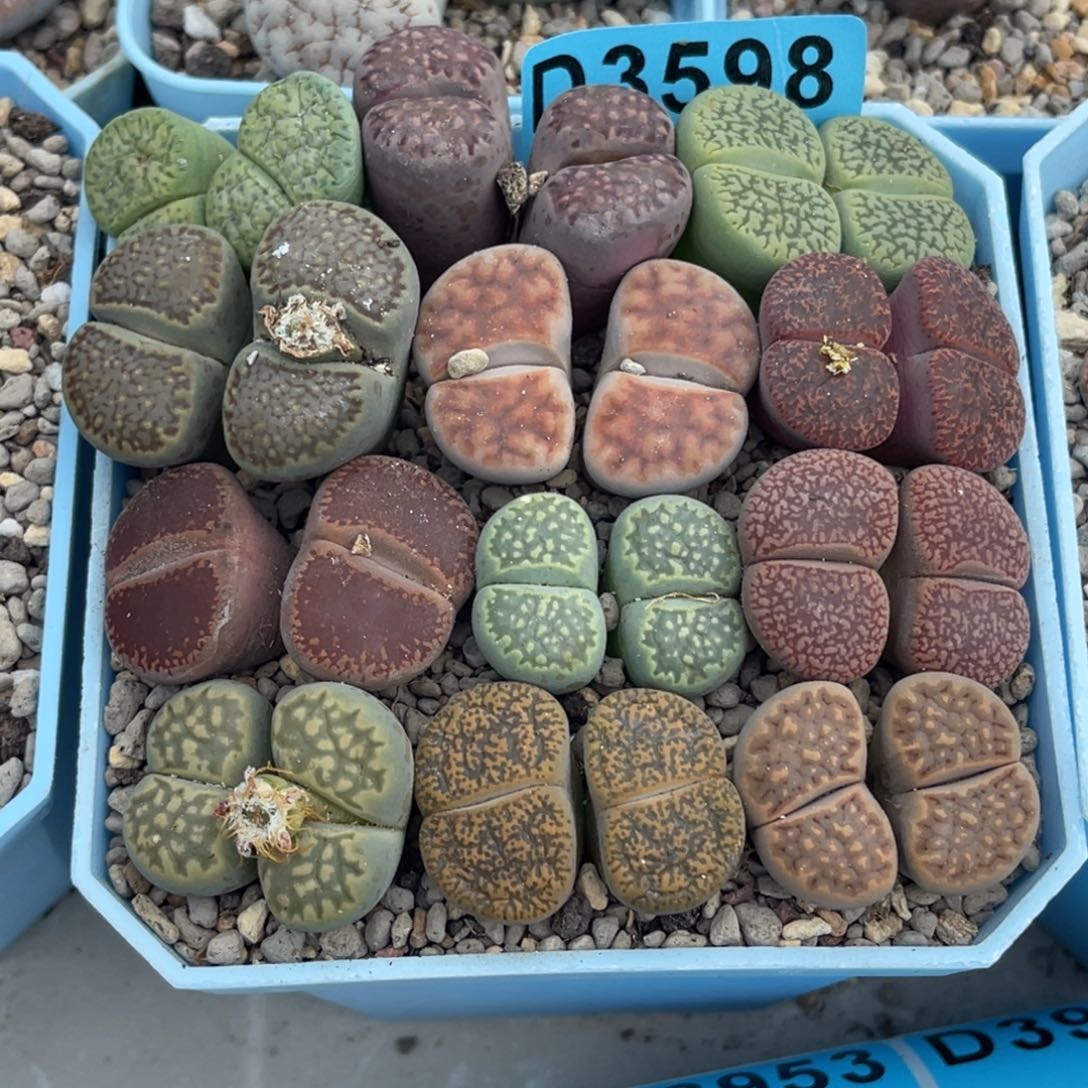 3598双头彩拼12颗