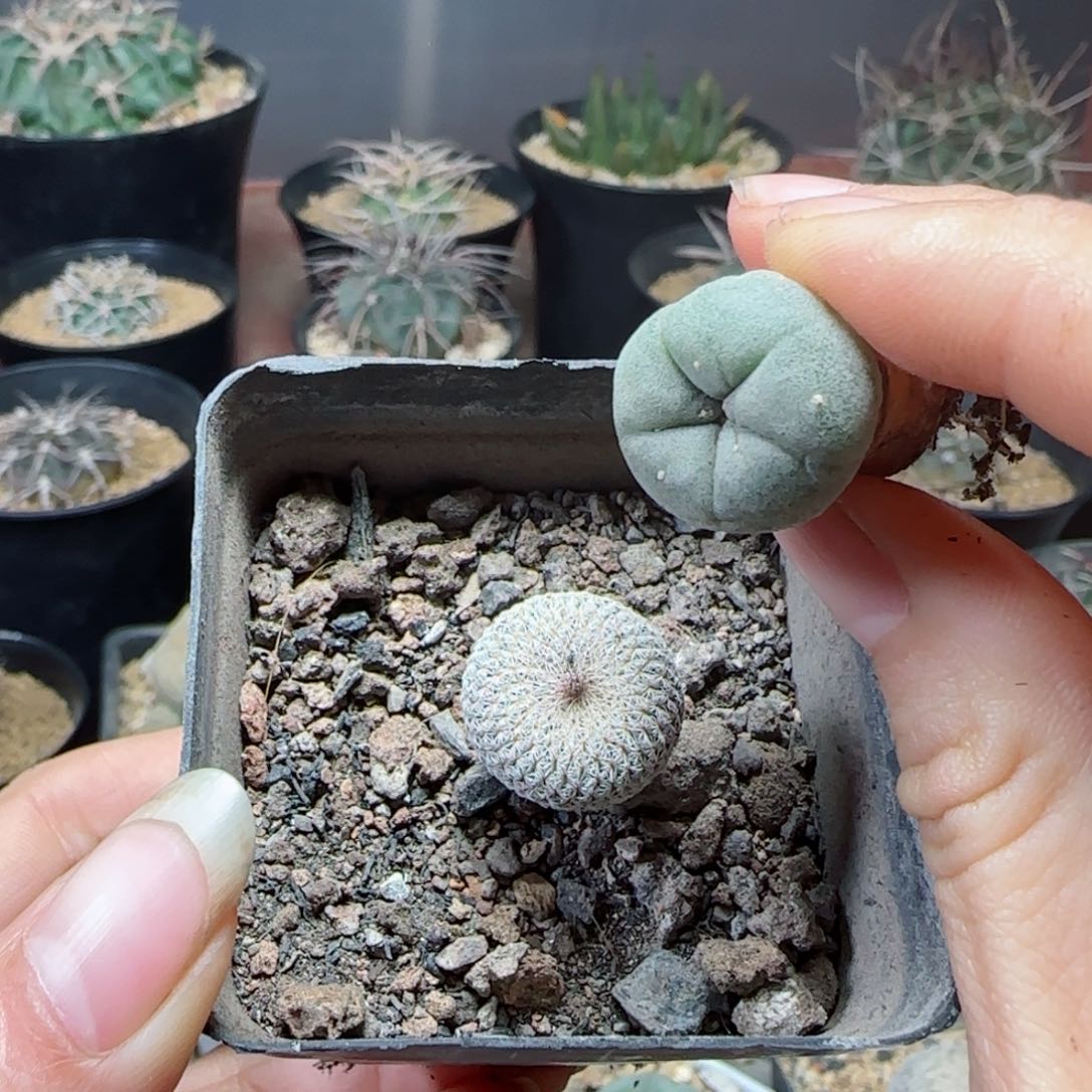 实生天世界➕实生草球多肉