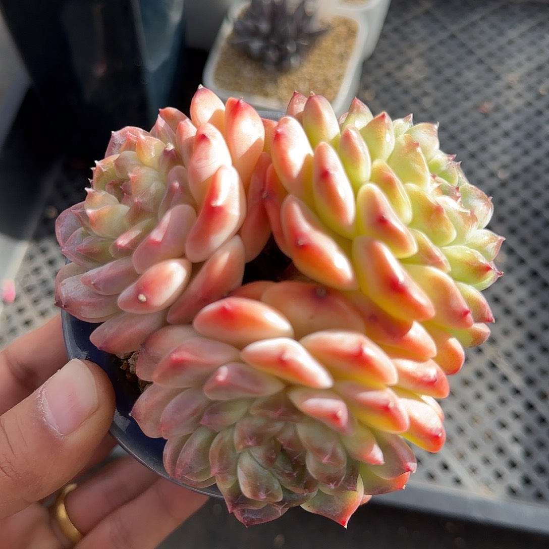 冰魄不带盆土发货
