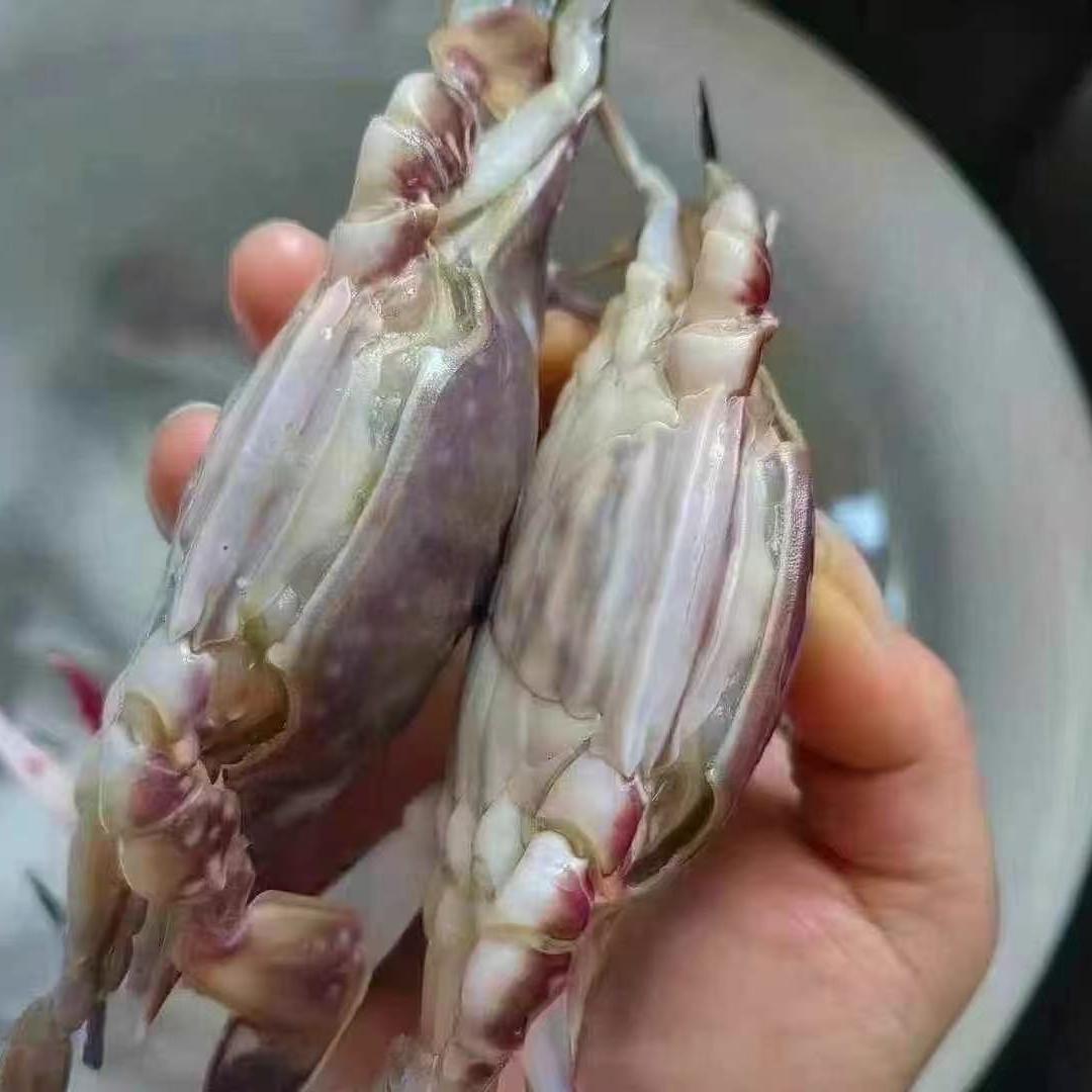 【冻蟹】舟山野生海捕梭子蟹肉母蟹 大蟹舟山顺丰冷链发货 4两左右/只 净重4斤左右 到手10只