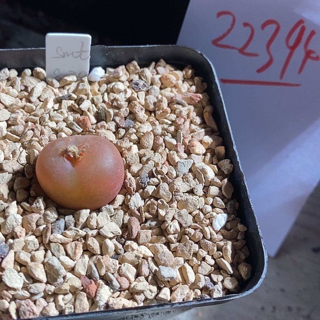 绝***师22394。      一颗。  