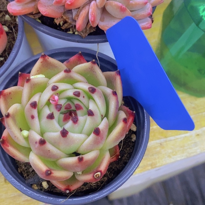 多肉植物，开心多肉