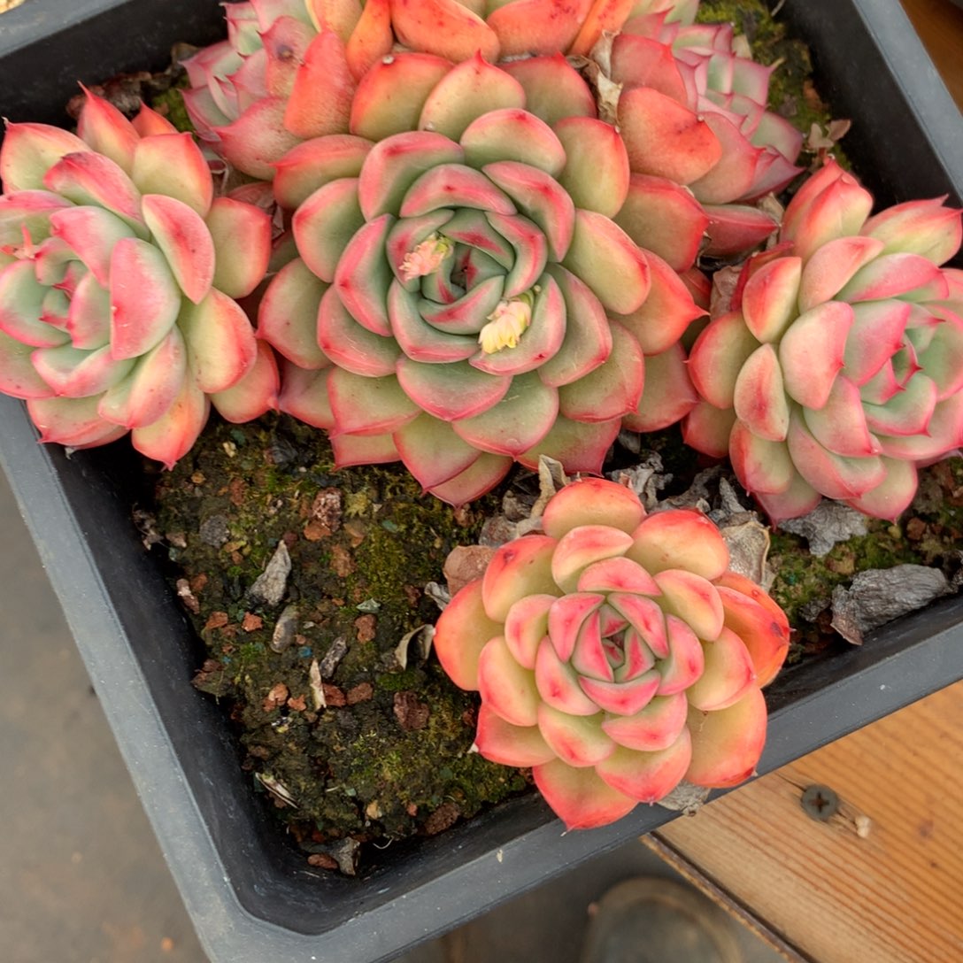 喵**喵2732杂交精品基地16厘米