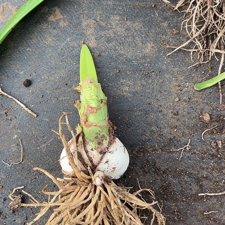 无花朵魅力四射籽播球
