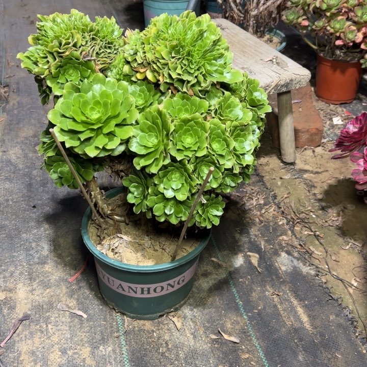 29绿羊绒缀多肉多肉