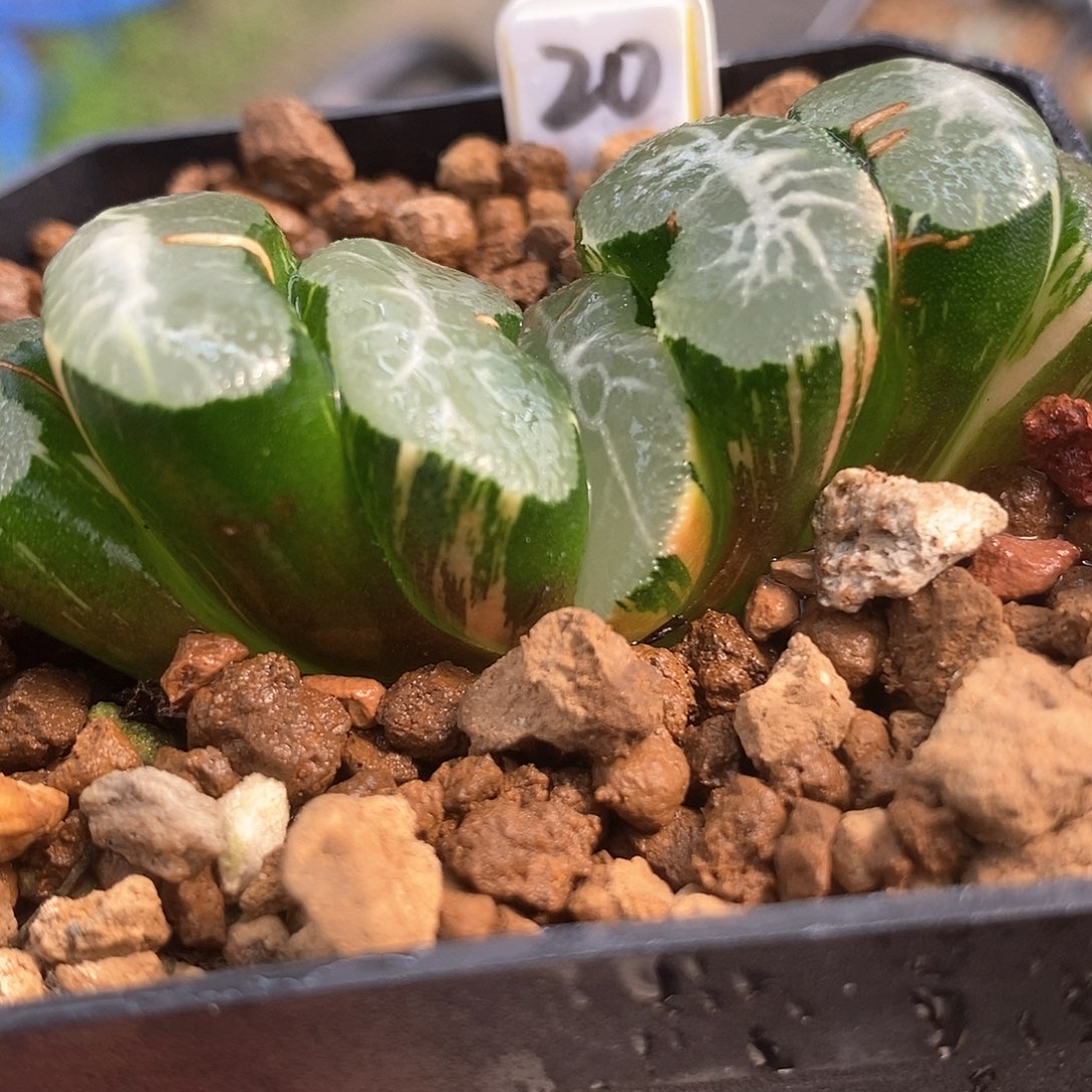 红陶20号碧峰玉扇锦一物一拍的