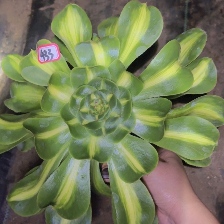 一物一拍暴君433