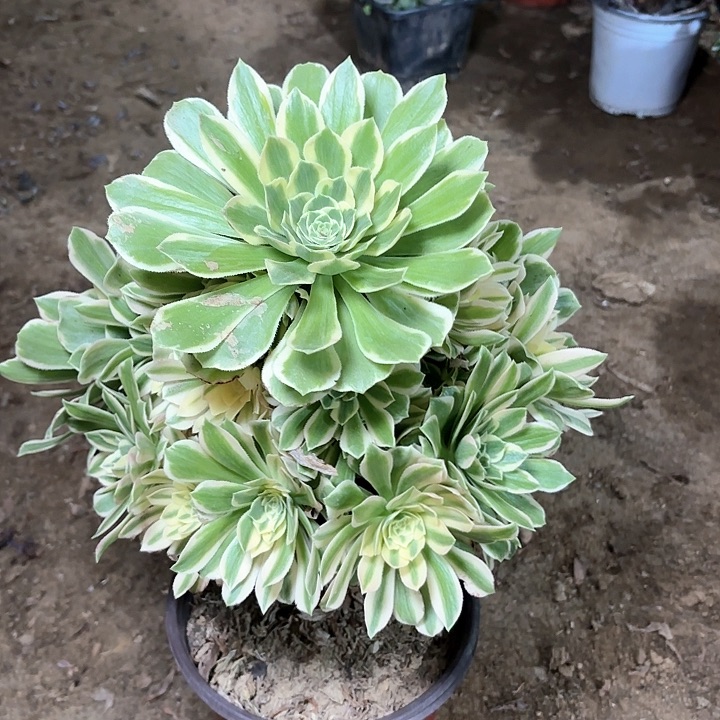 多肉植物法师艳凝46