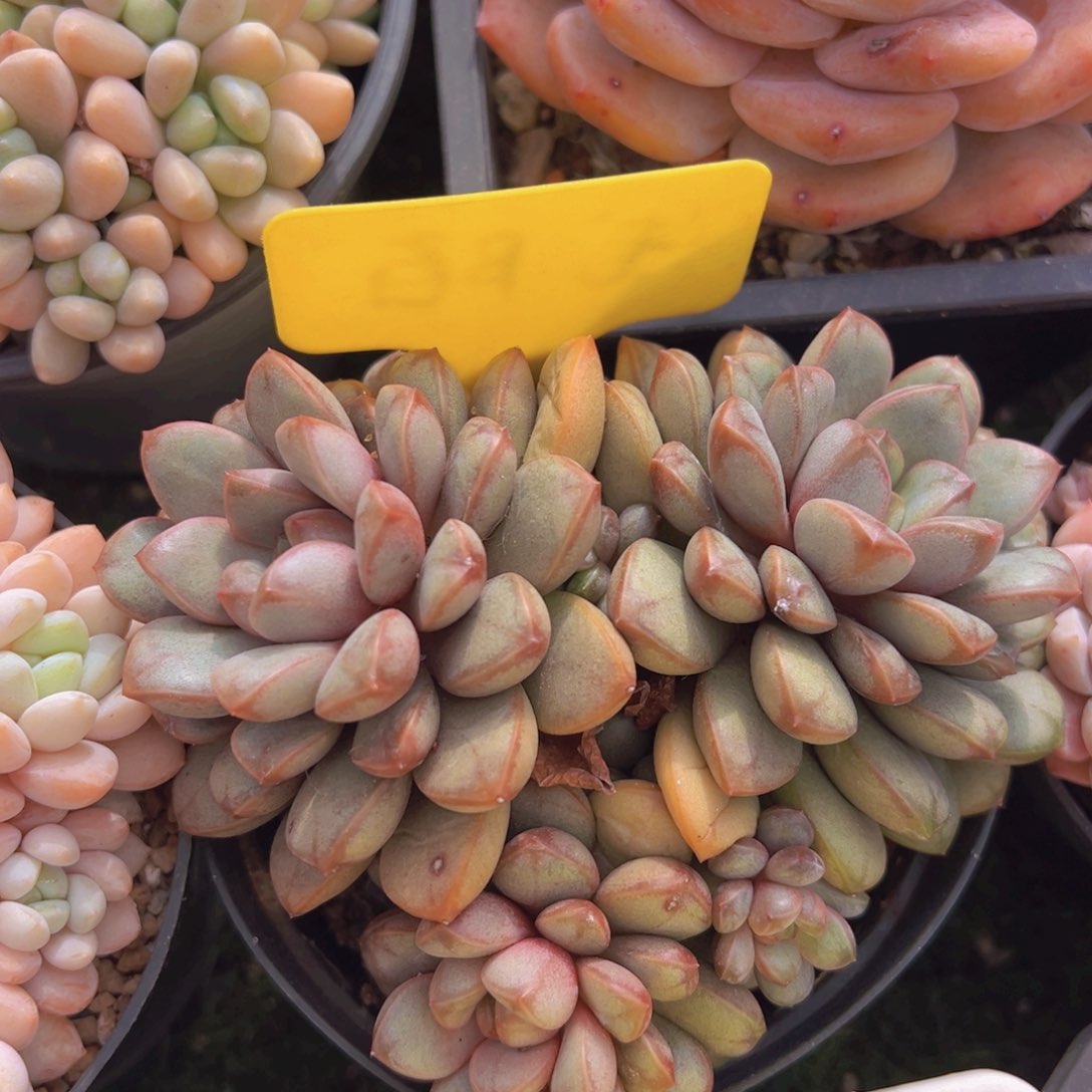 香玉的故事是一个人的