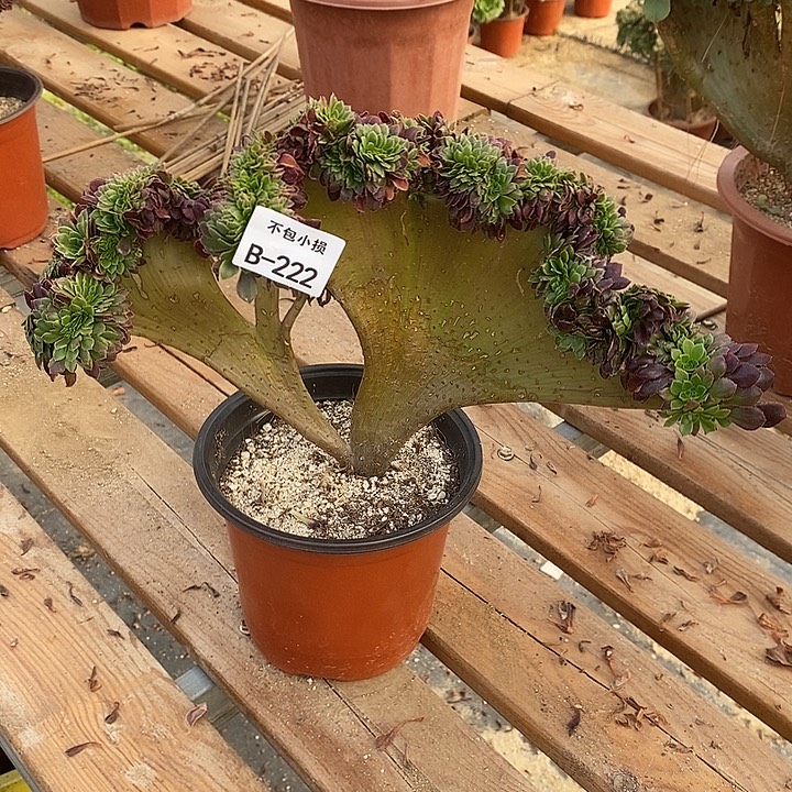 222 嘉年华缀宽35 公分微瑕