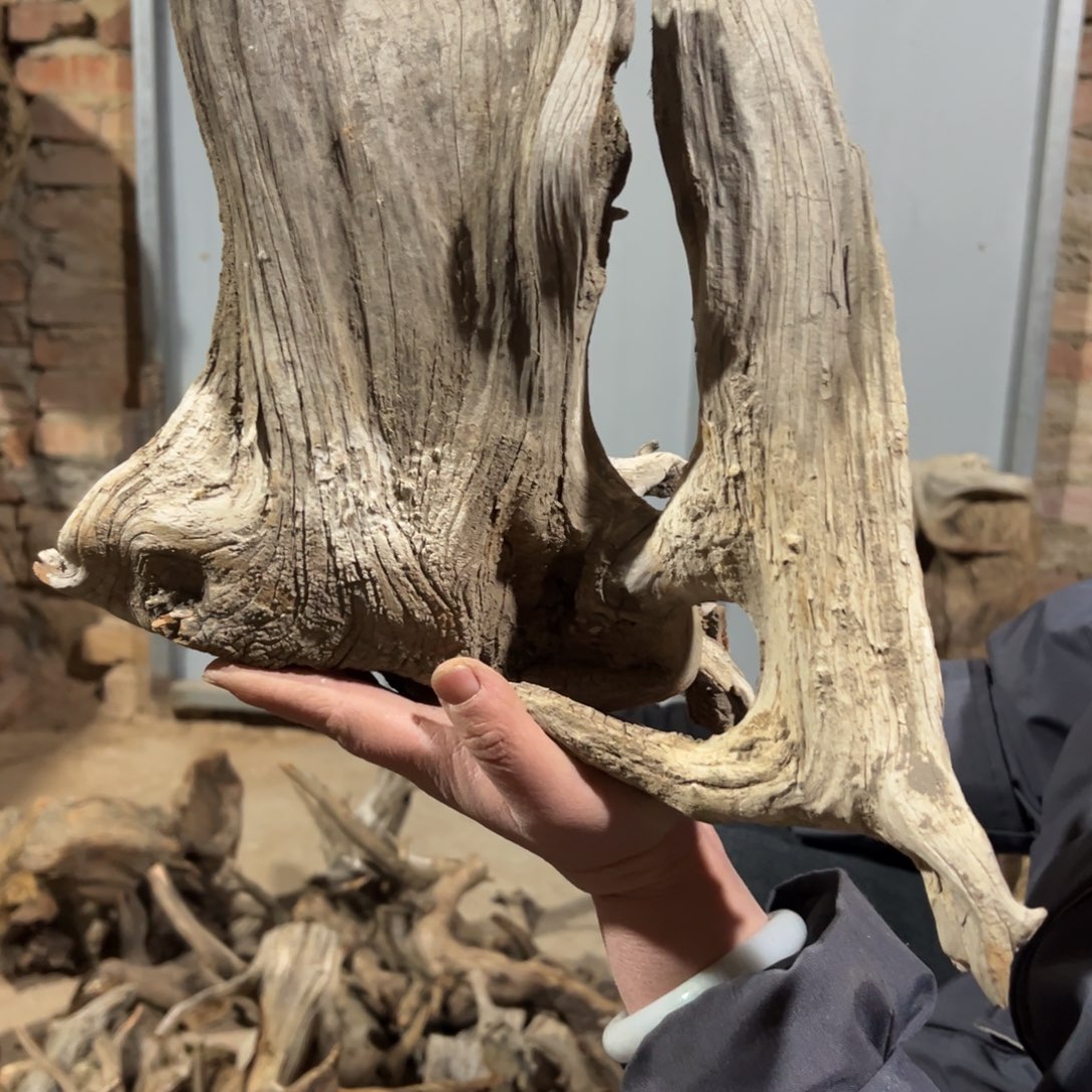 柏木（崖柏）杰****一