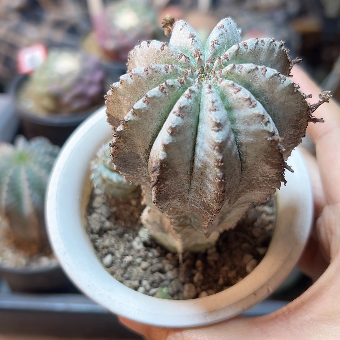 自根白衣魁伟玉5.5公分