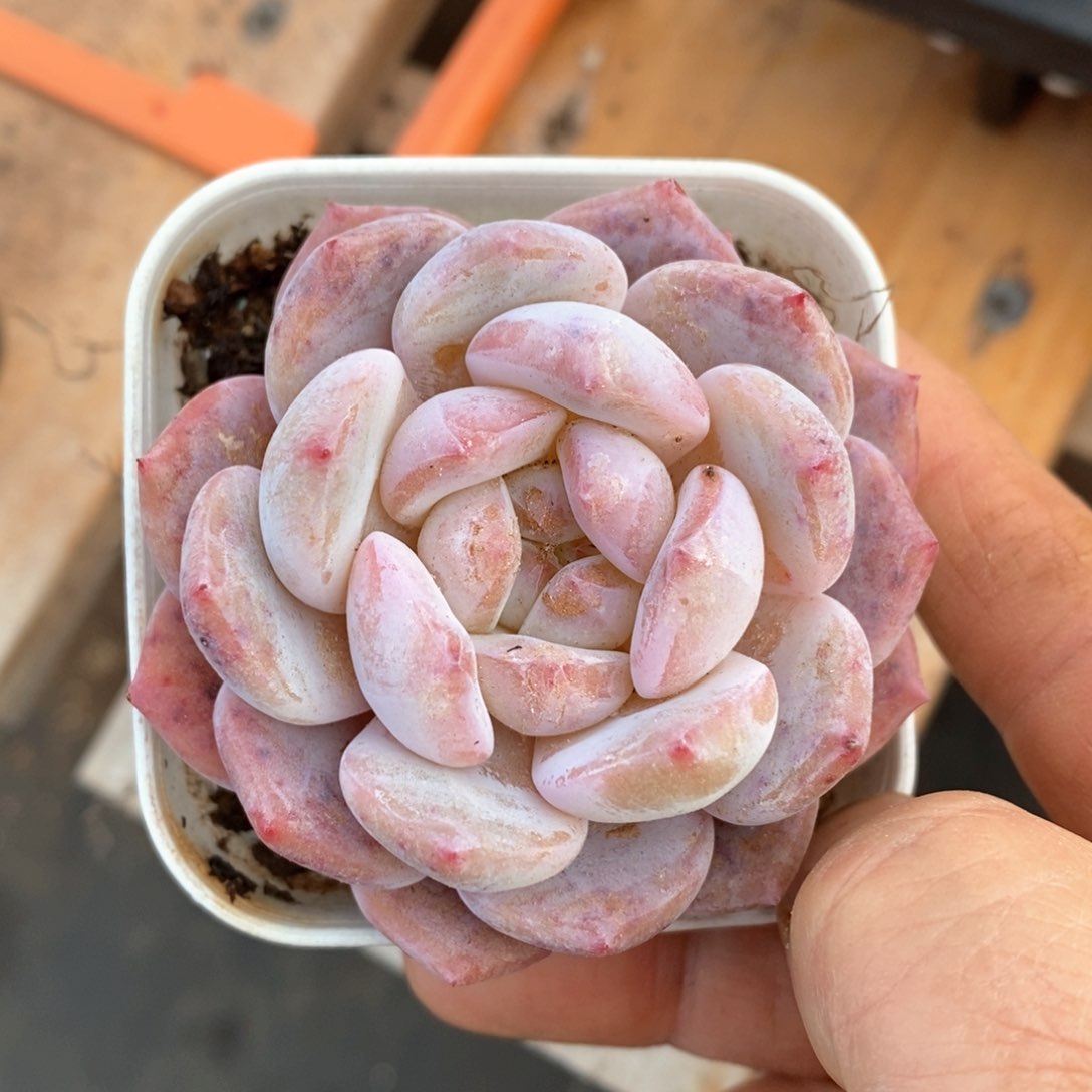 精品多肉一物一拍不包整145