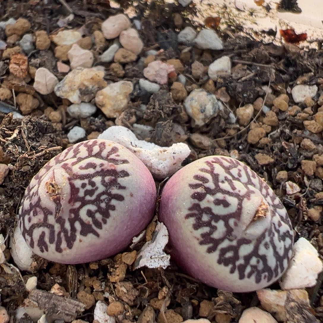 小*木49多肉植物百科知识