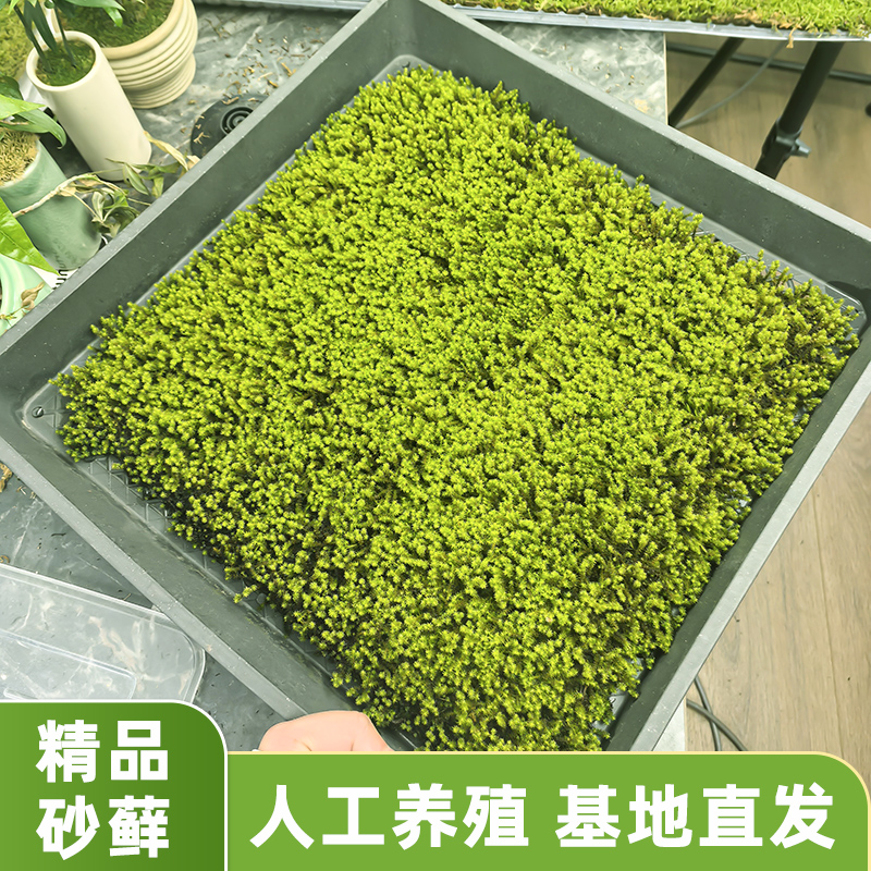 东亚砂藓耐寒耐晒易养护人工苔藓庭院景观户外造景铺面人造微景观