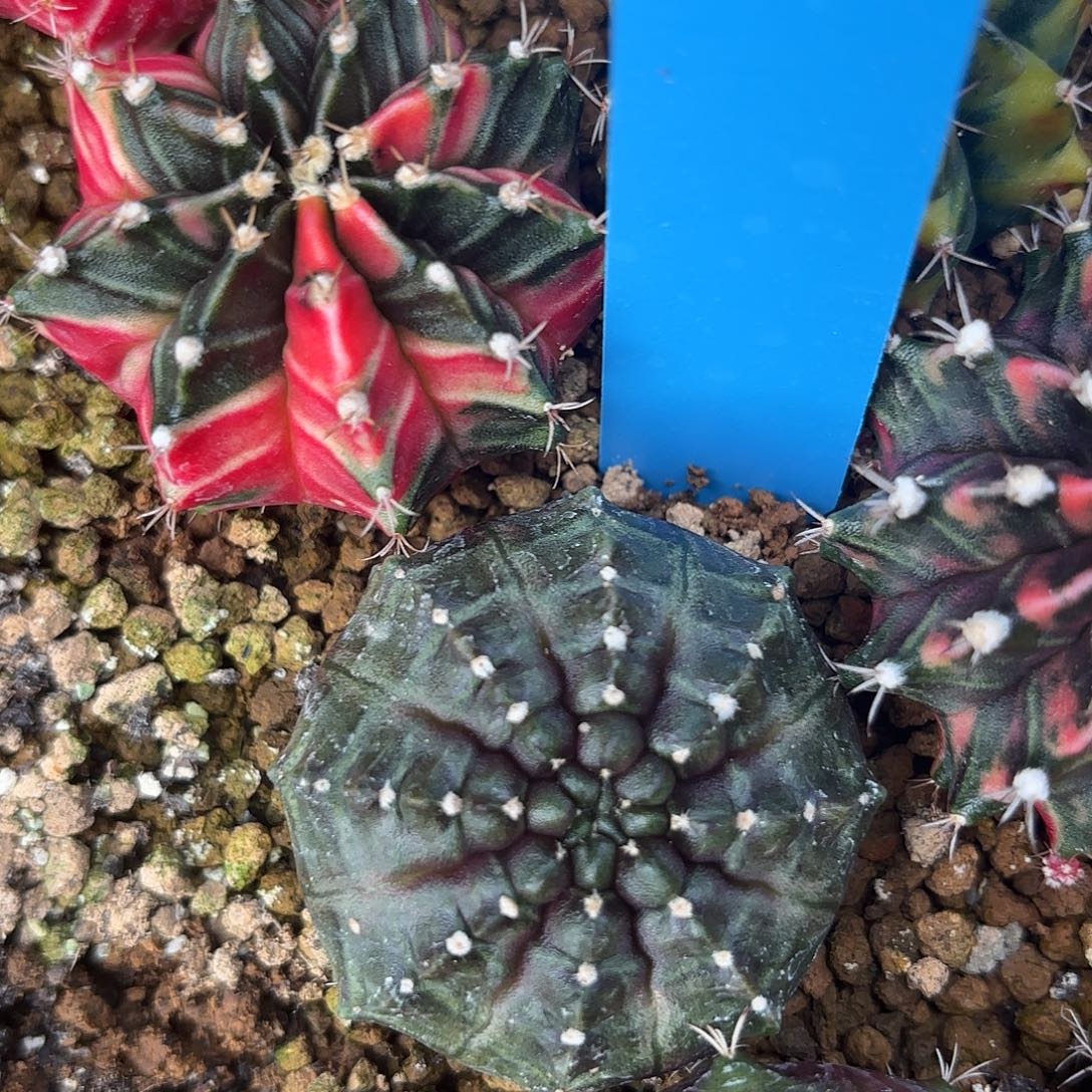 Z629-1104泰国米哈