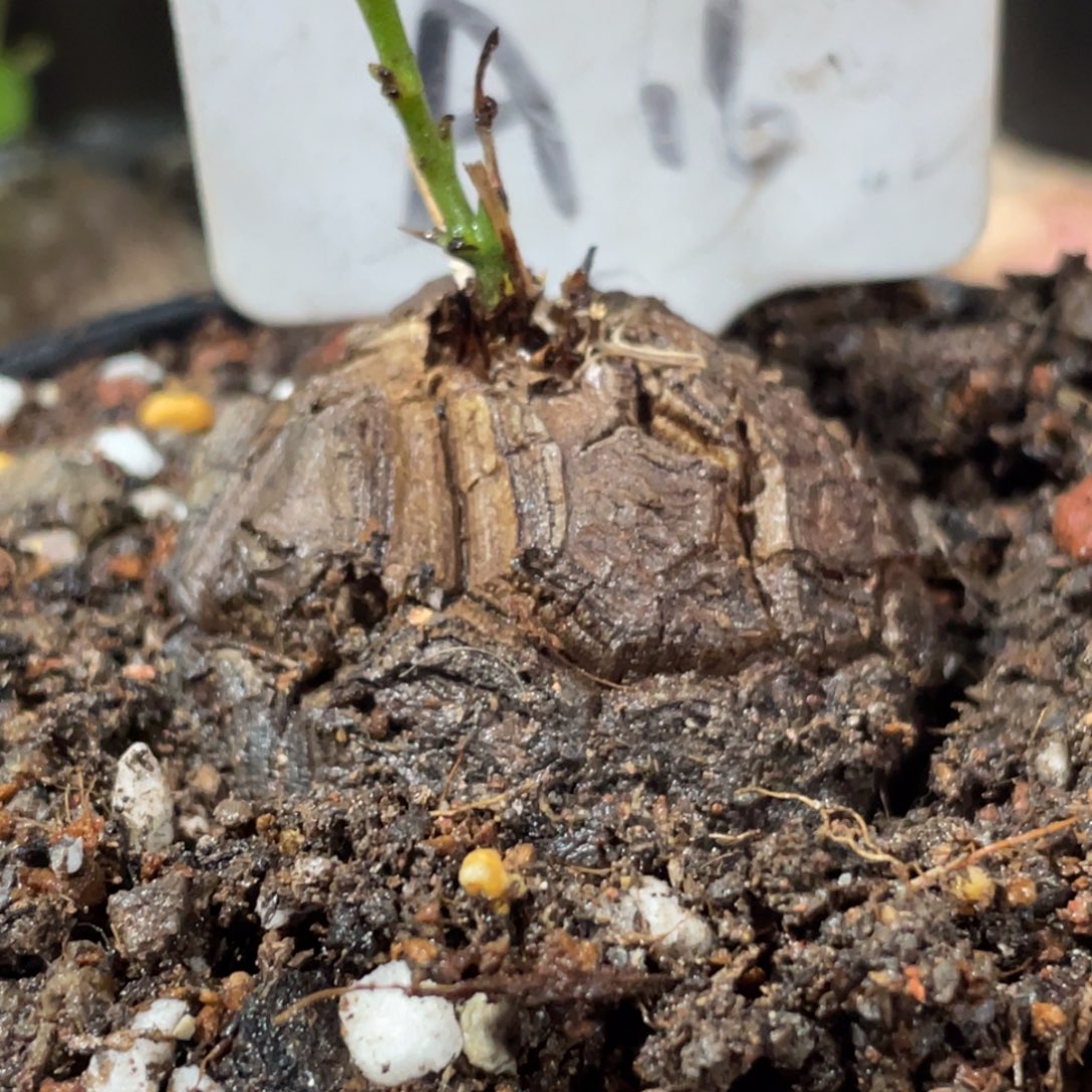 牛***如异形，龟甲龙4.5公分