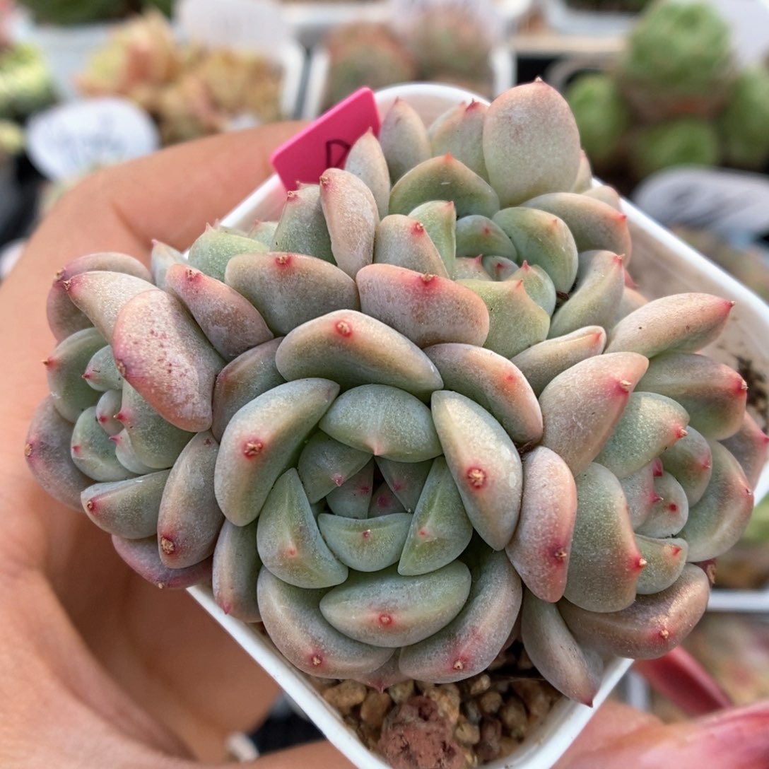 甜心a六头群生可拍。    