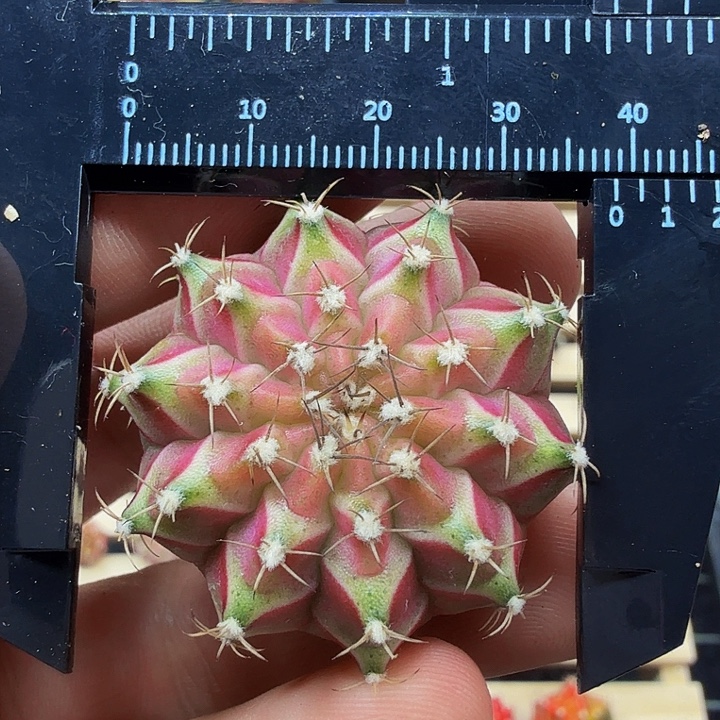 当前无花朵，栽培后可花朵