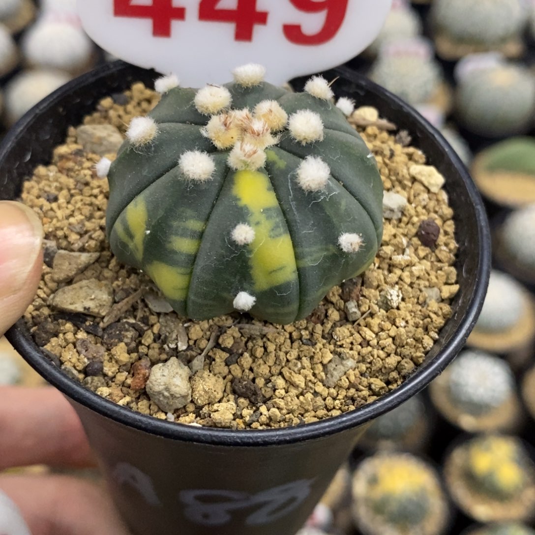 449大绒琉璃海星兜锦