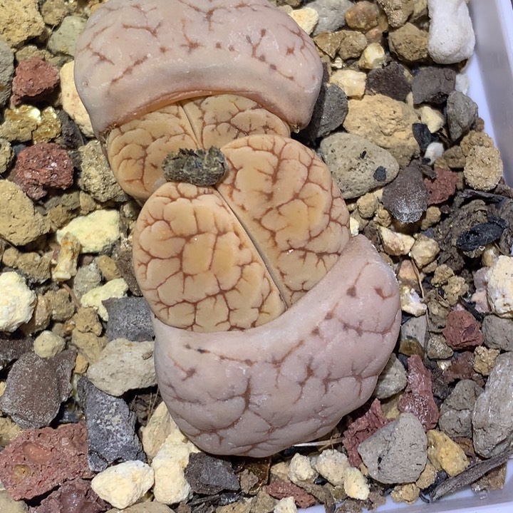 精品多肉植物c189