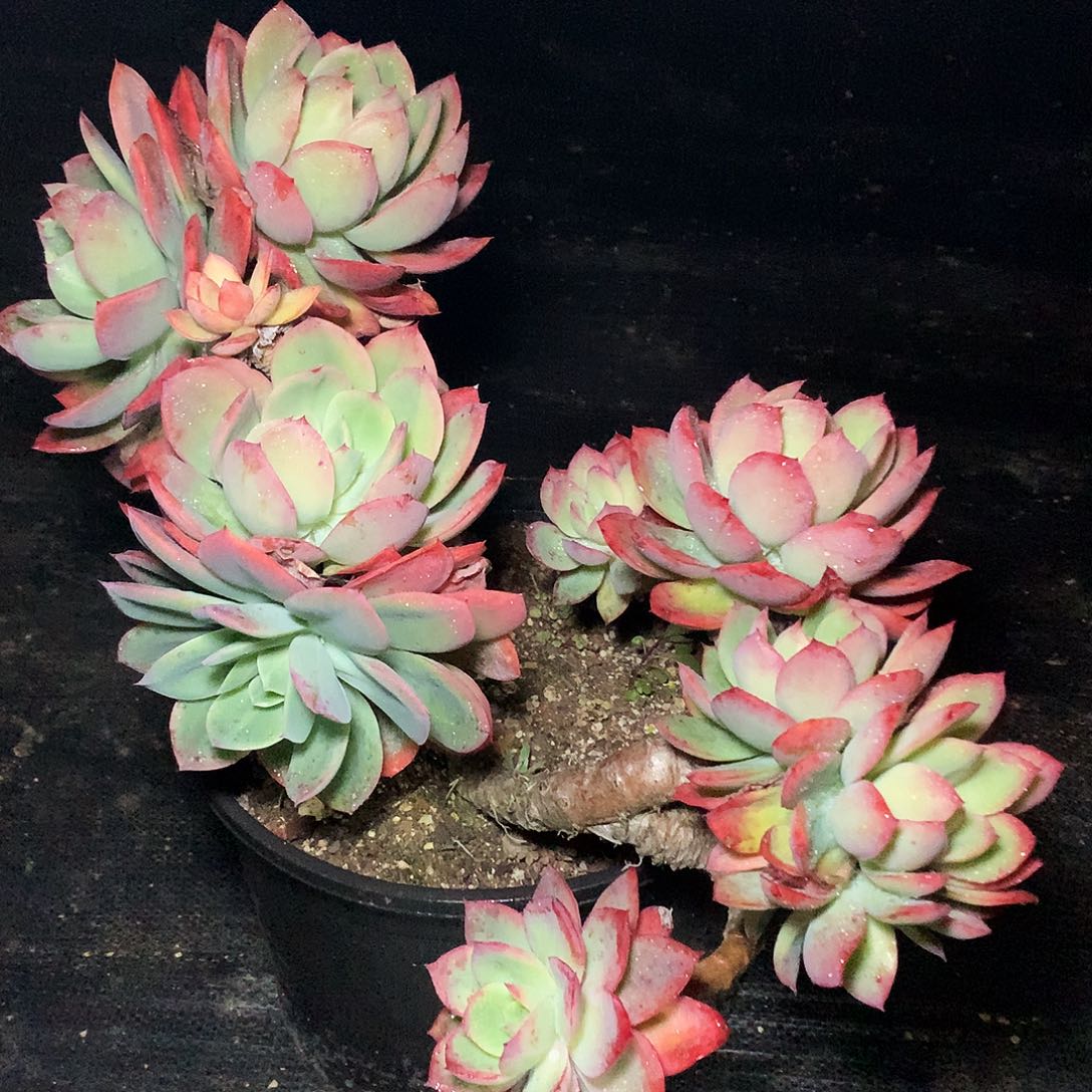 绮罗仙子一物一拍