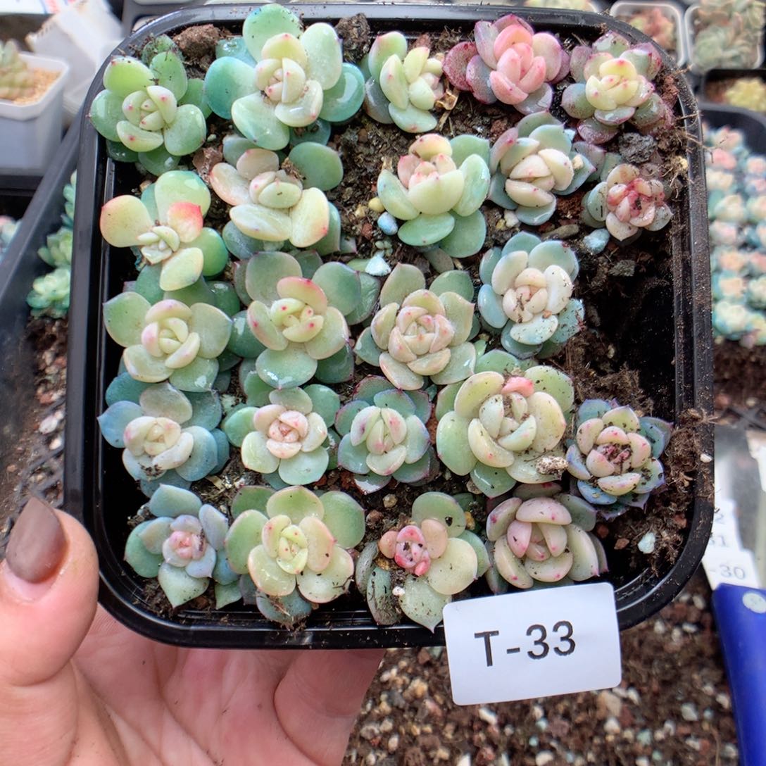 无花朵T33英语英语