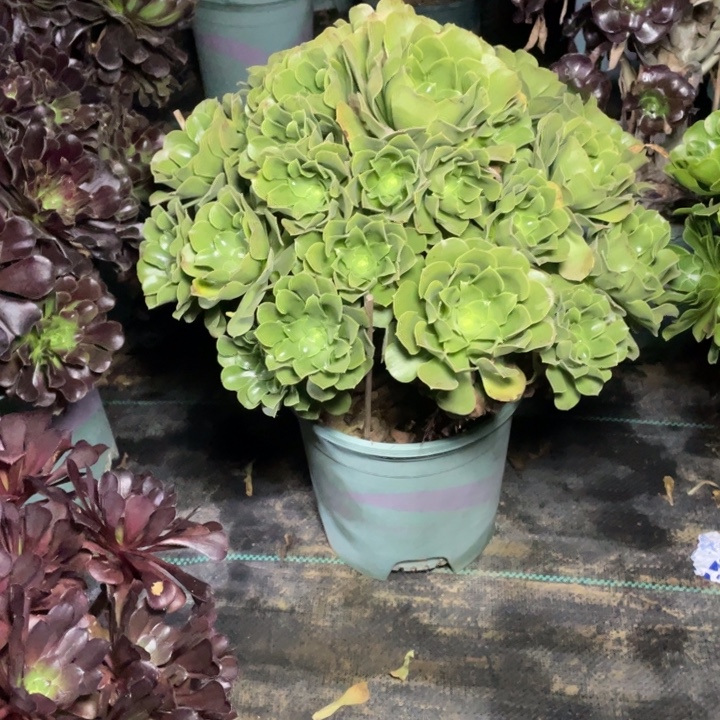 66绿柠檬多肉植物多肉