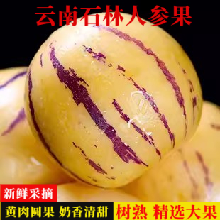 【圆果】正宗石林人参果黄心超甜大果现摘应季新鲜树上熟香甜人参果