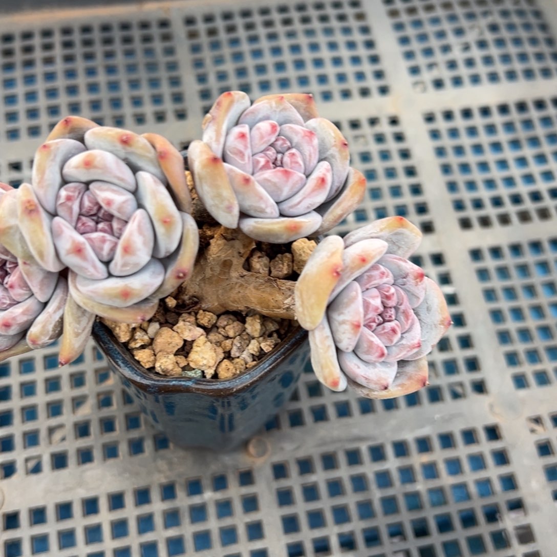 差****精品多肉一物一拍