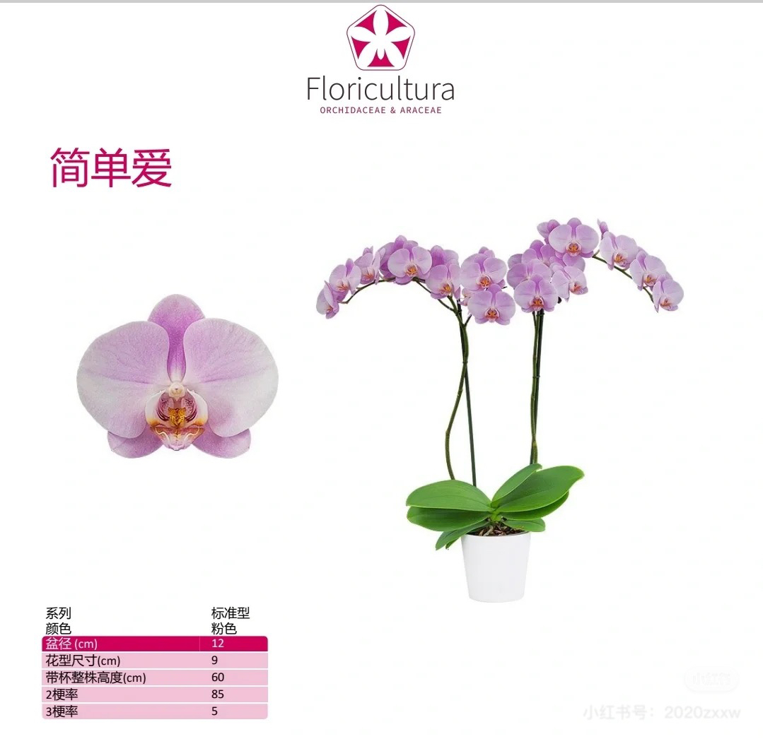 蝴蝶兰福纳瑞进口【简单爱】粉色调大花 仙气飘飘