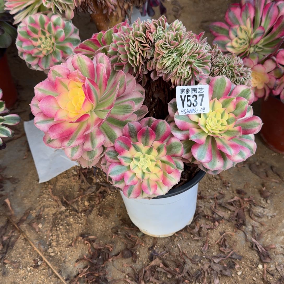 537倾城缀化官服22左右2