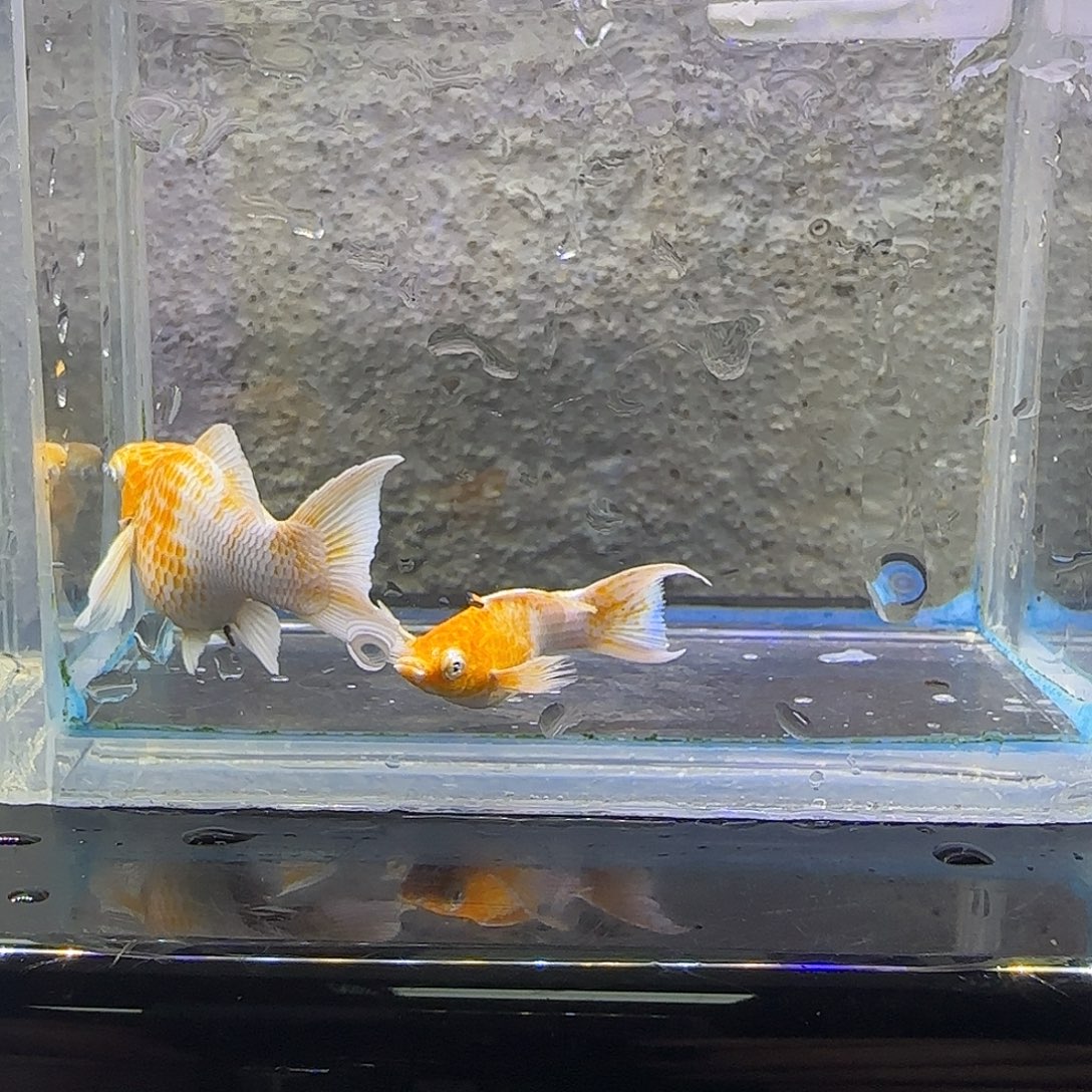 黑玛丽鱼樱花玛丽。95号