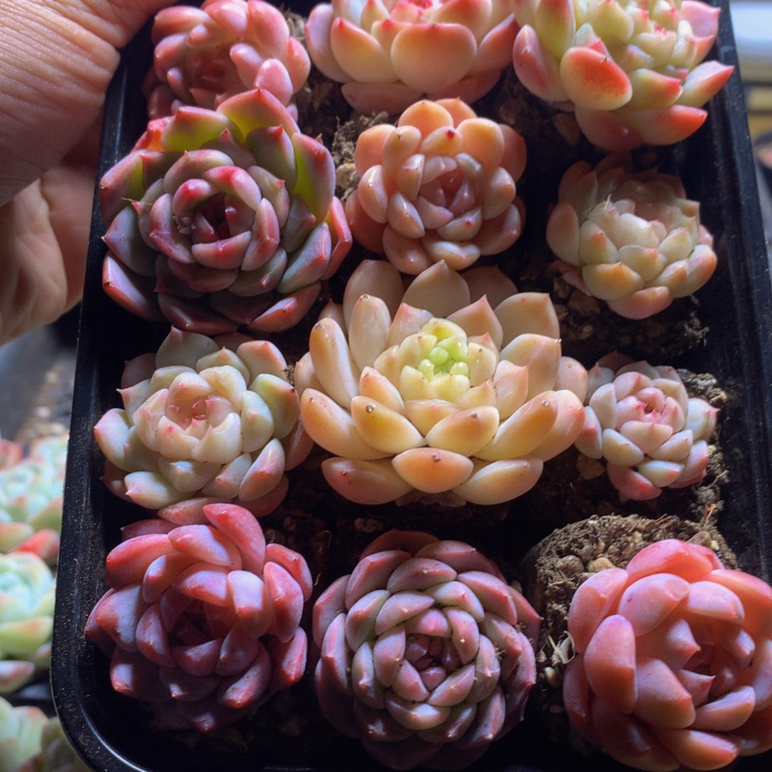 精控糖心组合一物一拍