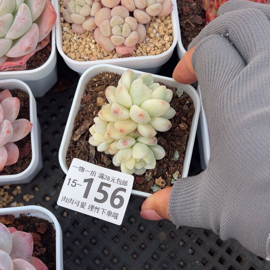 劳尔锦多肉多肉多肉多肉多肉