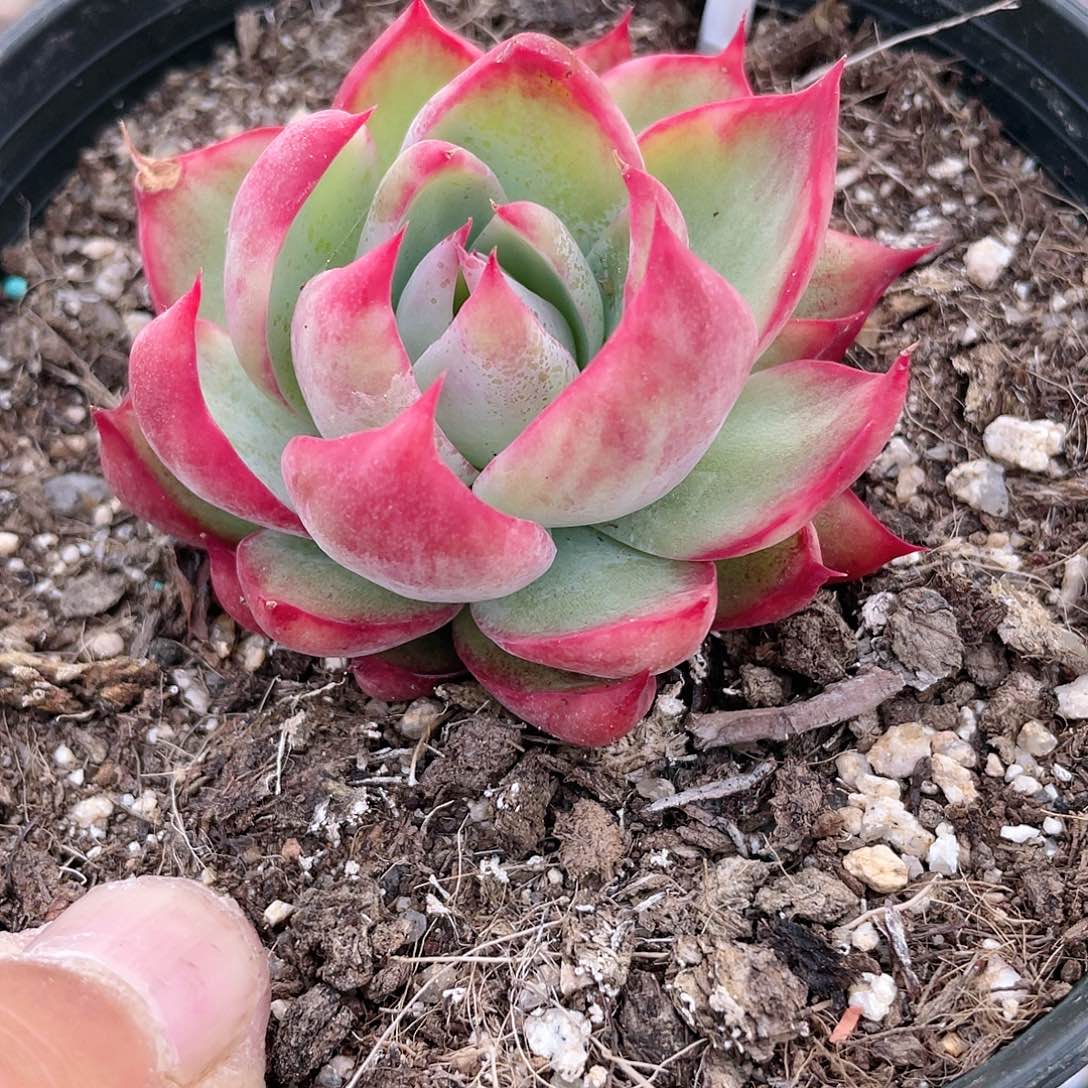 初*?2525  惊鸿仙子  六月六