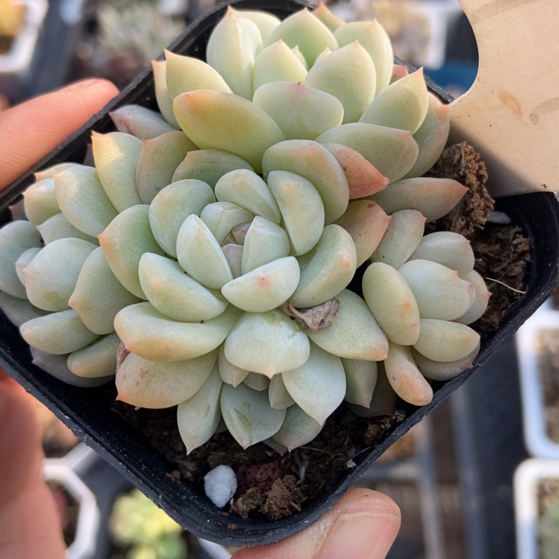 1992厚梦多肉植物