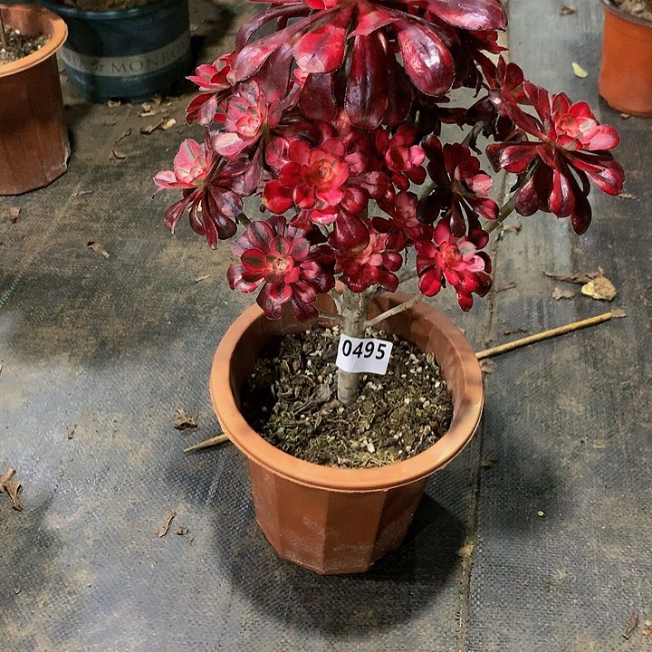 茗**坊多肉香奈儿495000