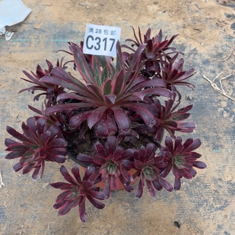 317惊鸿不包断枝