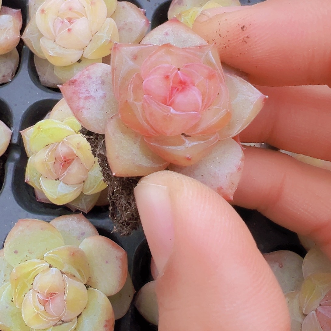 梦冰苗2颗多肉植物