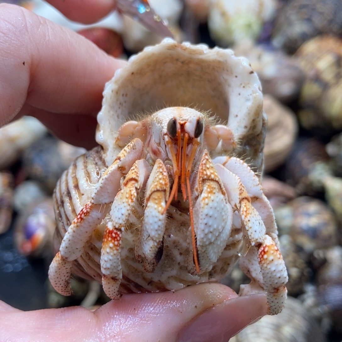 艺嫚居萌宠拍拍51号