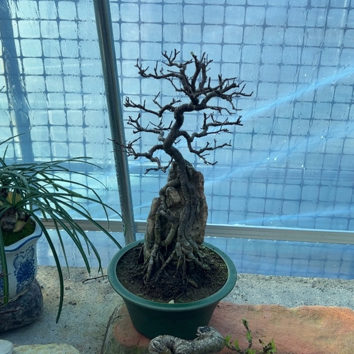 叶*附石榆树盆景